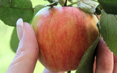 Äppelkaka 1 (mjölkfri)