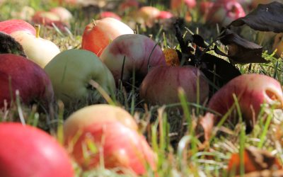 Äppelkaka 2 (mjölkfri)