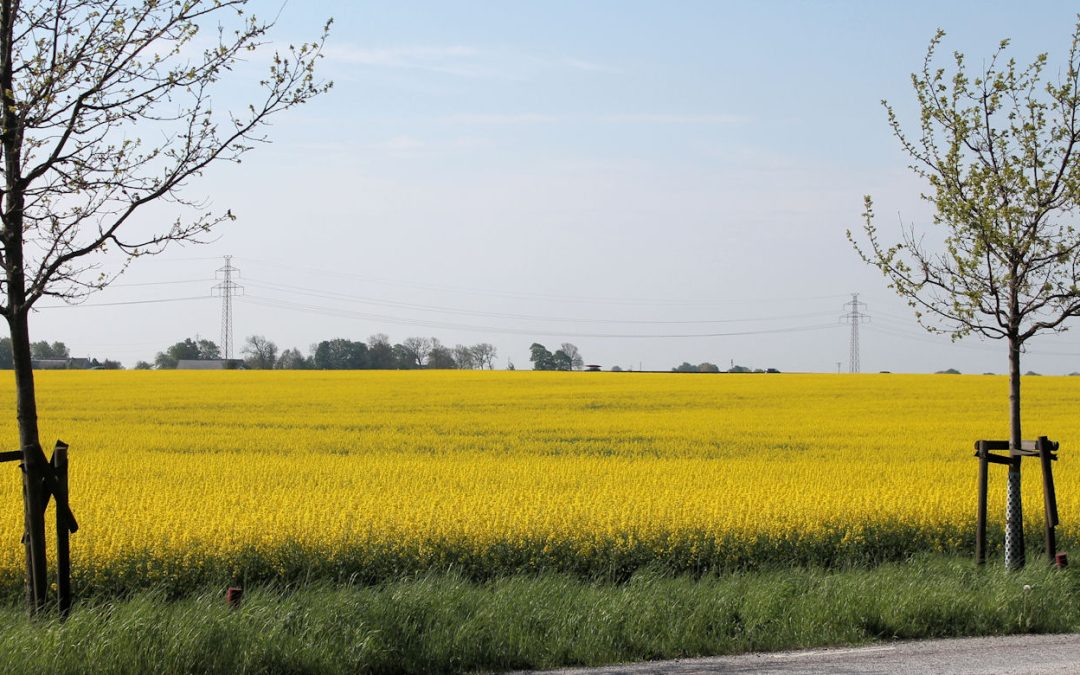Mjölkfri matsedel vecka 19, 2018