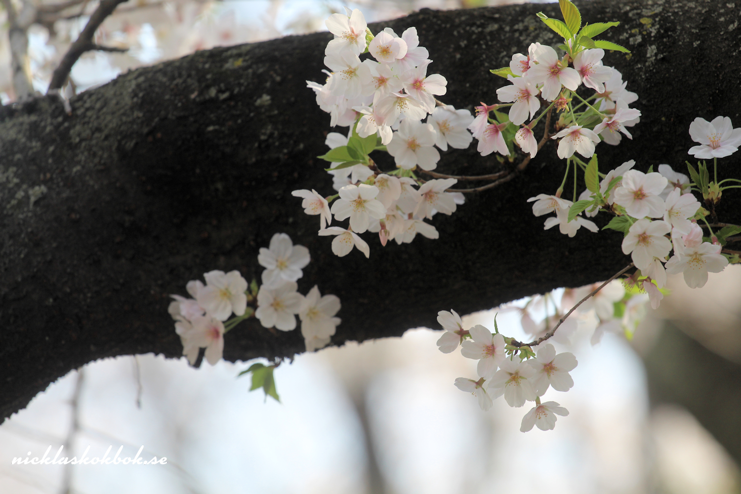 Mjölkfri matsedel vecka 15 2018